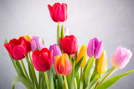 a big bouquet of tulips of various coloursの写真素材