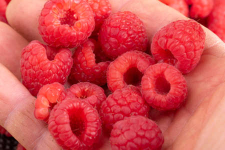 Photo of a red raspberry in a mans hand against the background of raspberriesの写真素材