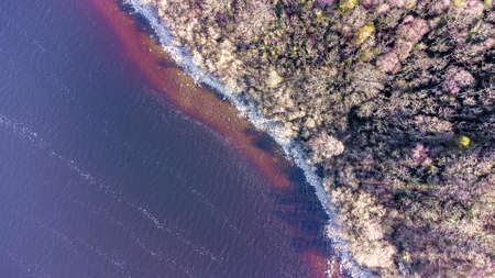 Aerial view of a forest lake. Drone photography. Forest and lake border. Coastline view from the drone.の写真素材