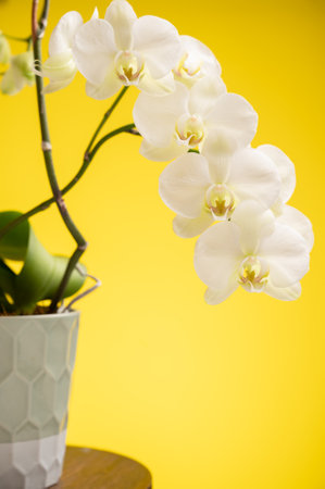 orchids flower in a pot on yellow background.の写真素材