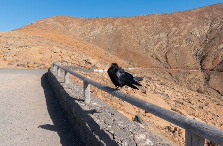 Black crow posing on wooden rail with mountain at background.の写真素材