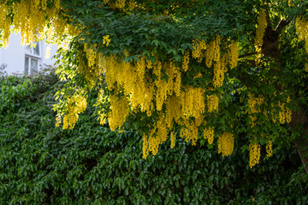 Caragana's arborescens blooming. Flowers of yellow acacia close up. Flowering of siberian peashrub.Yellow flower background.の写真素材