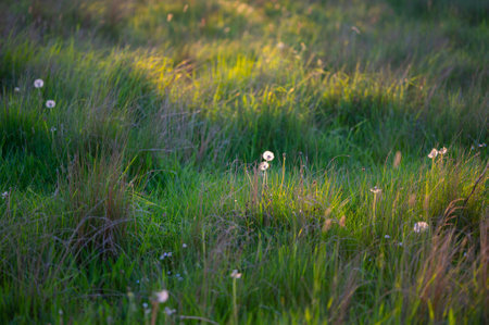 dandelions in spring on the ground with green field background . Sunset lights.の写真素材