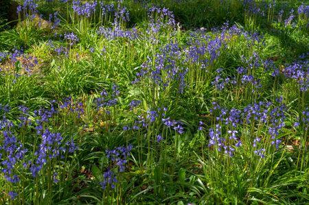 Blue bells . Low angle shot with sunset lighting.の写真素材