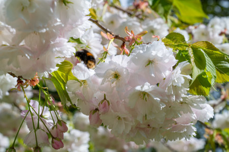 Cherry blossoms in full bloom close-up shot with shallow dept of field.の写真素材