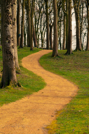 Winding path through the beech trees , sunny day.の写真素材