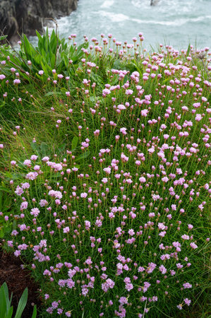 Poium. Seaside forb meadow, Wild onion Chive Allium schoenoprasum blossomsの写真素材