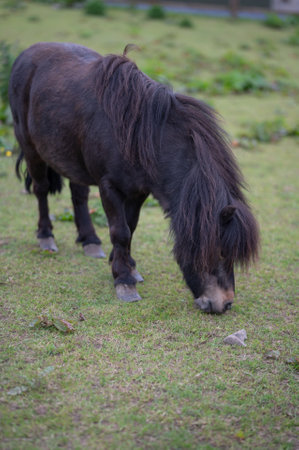 Small Shetland pony grazing peacefully in a fieldの写真素材