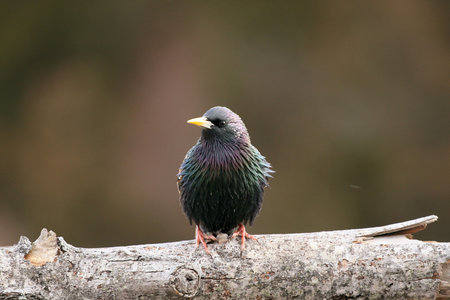colorful birdの写真素材