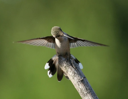 Wing checkの写真素材