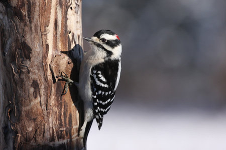 Tree clinger