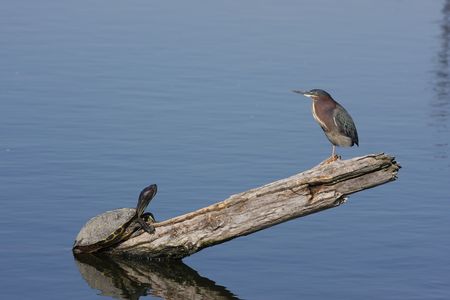 Wildlife get together...の写真素材