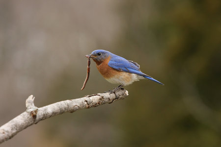 Got my lunchの写真素材