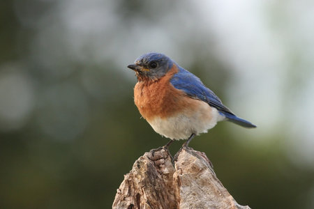 Eastern Bluebirdの写真素材