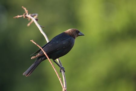Cowbirdの写真素材