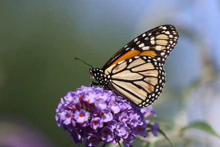 Monarch feeding on a Butterfly bush.
