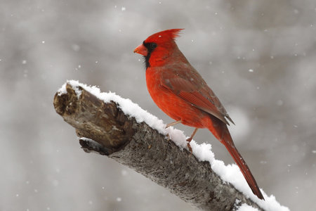 Cardinal in the snow 2の写真素材