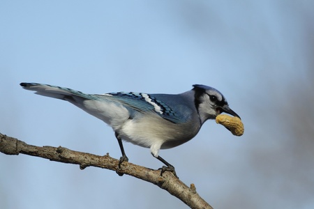 A Blue Jay that just snatched a fresh peanut from my feeder.の写真素材