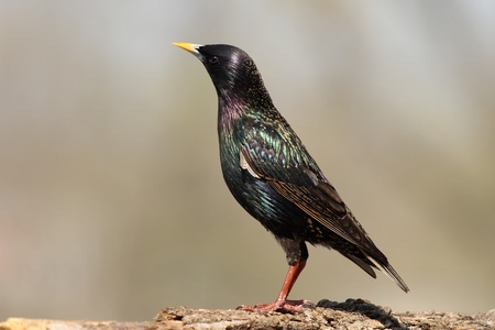 A Starling showing off its colors on a nice sunny day.の写真素材