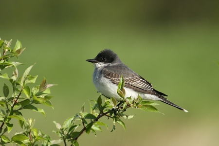 Eastern kingbirdの写真素材