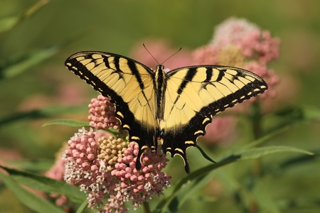 Eastern Tiger Swallowtail with wings wide openの写真素材
