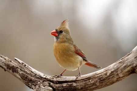 Female Cardinalの写真素材