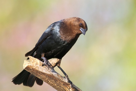 Brown headed cowbird peering down at my bird feeder の写真素材