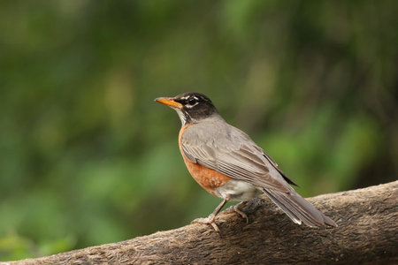 American Robin