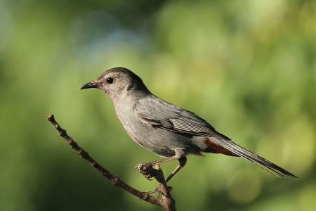 Catbird, makes a meow sound, a new visitor to my yard の写真素材