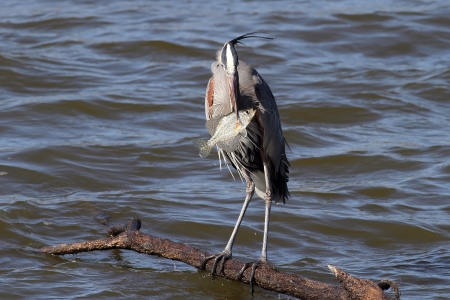 Great blue heron catching a fish の写真素材