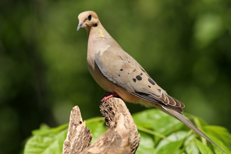 Mourning Dove posing for me in Missouri の写真素材