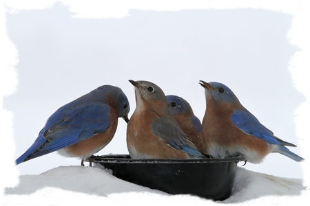 Eastern Blue birds drinking water の写真素材