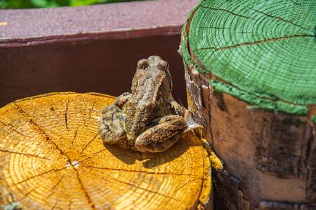Brown frog sits on round shaped colored log close upの写真素材