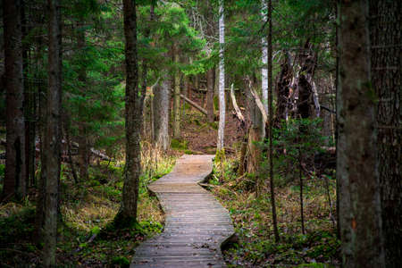 Curved boardwalk in to forestの写真素材