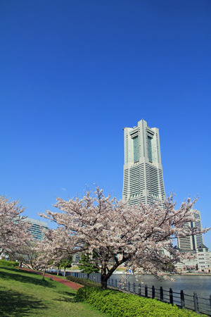 Yokohama Landmark Tower and the cherry blossoms in Japanのeditorial素材