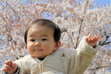 Baby boy and cherry blossomsの写真素材