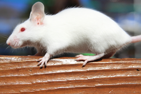 House mouseの写真素材