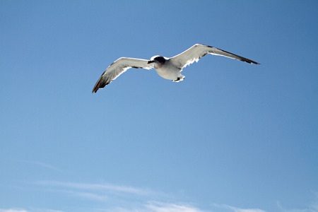 Seagullの写真素材
