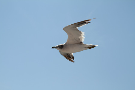 Seagullの写真素材