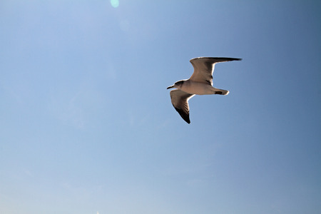Seagullの写真素材