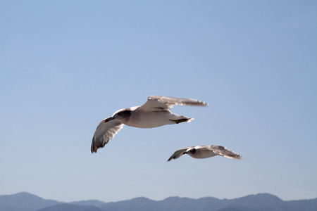 Seagullの写真素材