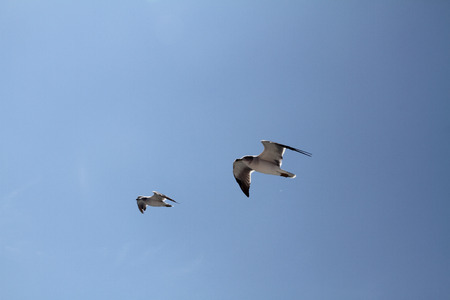 Seagullの写真素材