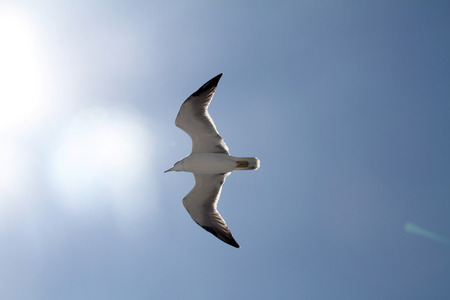 Seagullの写真素材
