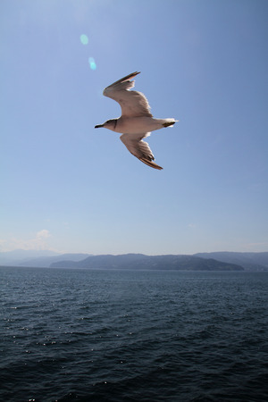 Seagullの写真素材