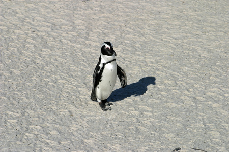 African penguinの写真素材