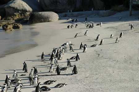 African penguinの写真素材