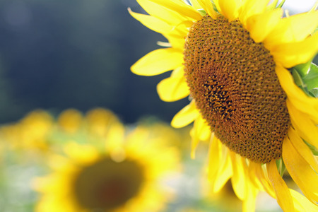 Sunflowerの写真素材