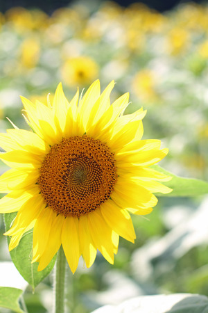 Sunflowerの写真素材