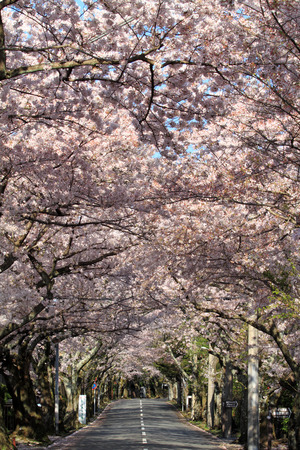 Tunnel of cherry blossoms in Izu highland, Shizuoka, Japanのeditorial素材
