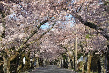 Tunnel of cherry blossoms in Izu highland, Shizuoka, Japanのeditorial素材